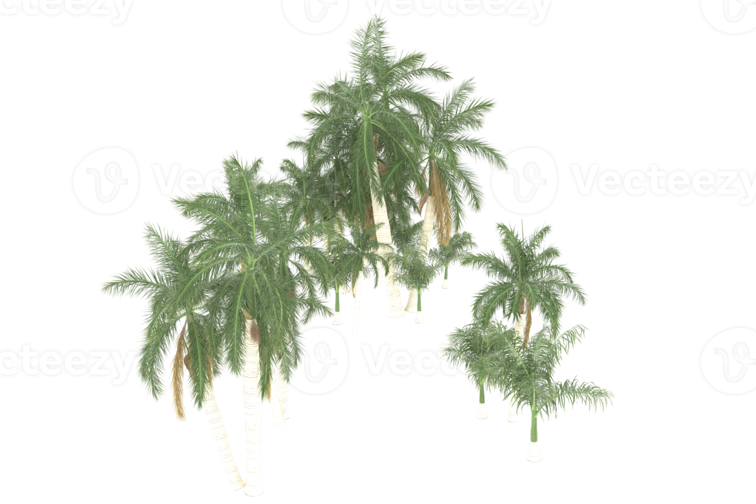 Palm trees isolated on transparent background. 3d rendering - illustration png