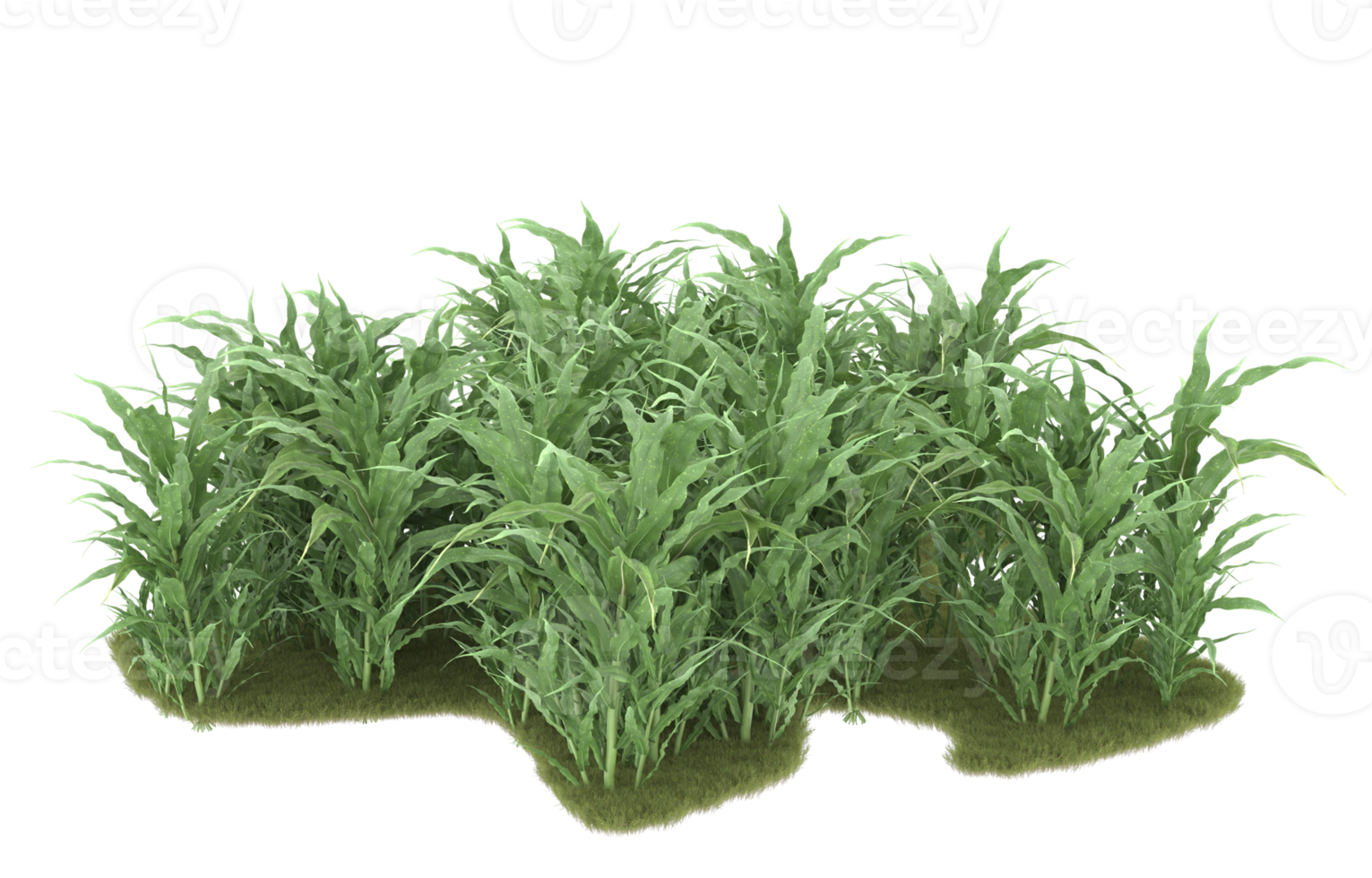 Realistic foliage isolated on transparent background. 3d rendering - illustration png
