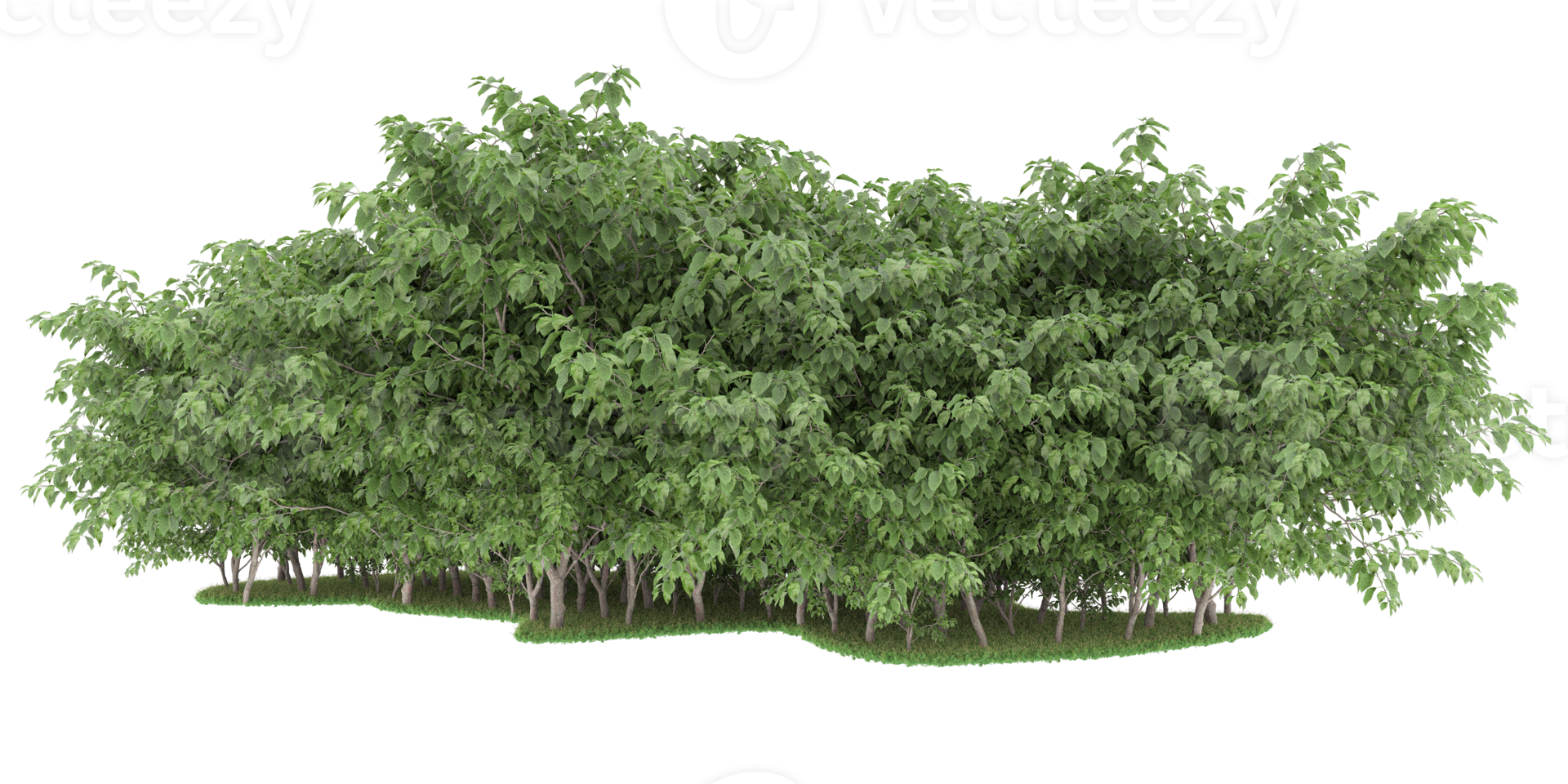 Realistic forest isolated on transparent background. 3d rendering - illustration png