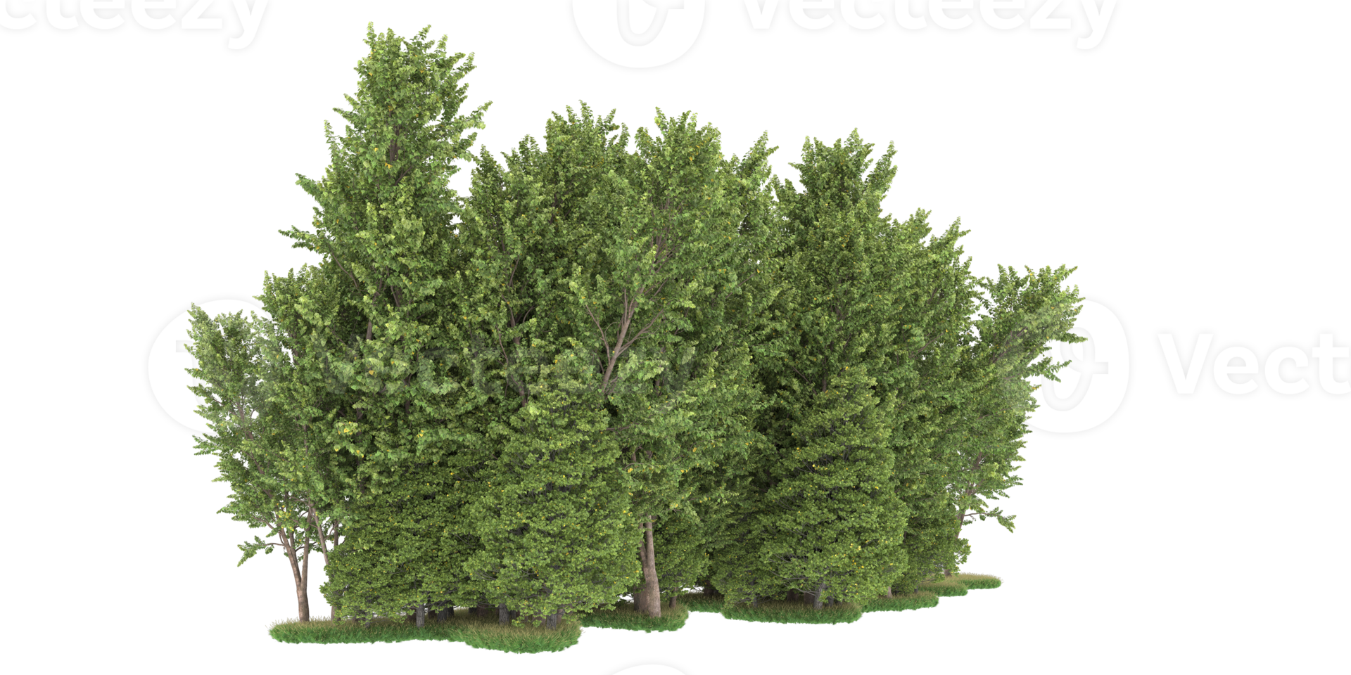 Realistic forest isolated on transparent background. 3d rendering - illustration png