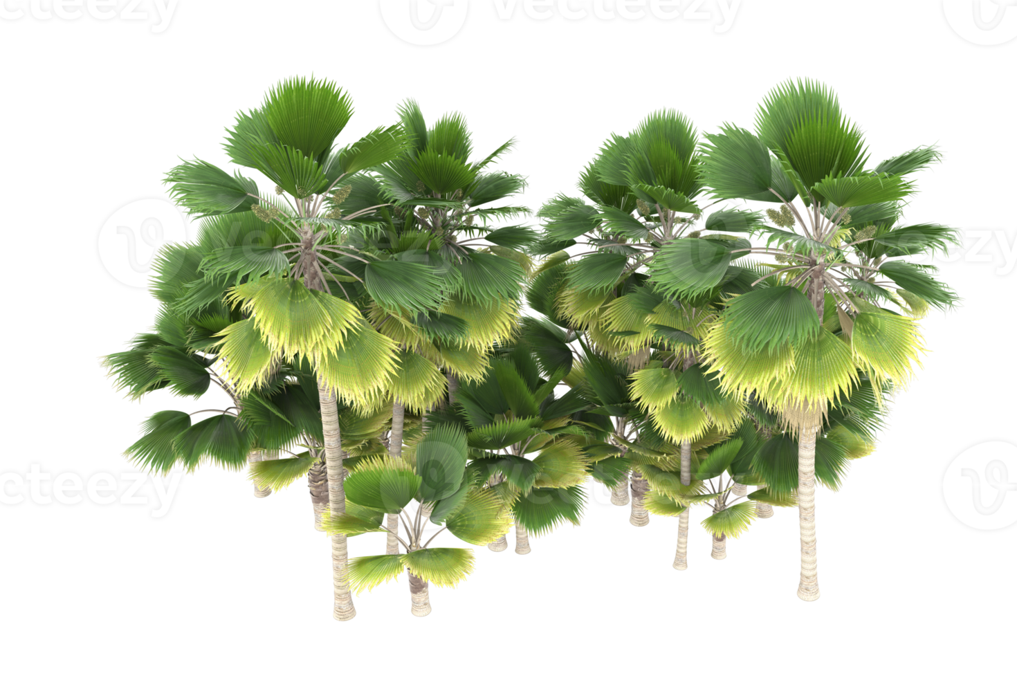 Palm trees isolated on transparent background. 3d rendering - illustration png