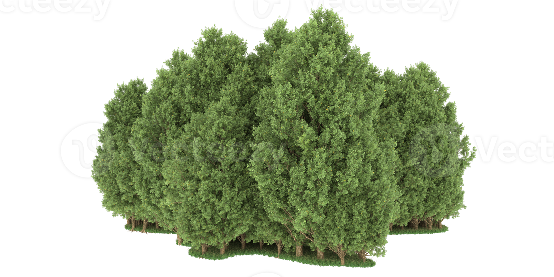 Realistic forest isolated on transparent background. 3d rendering - illustration png