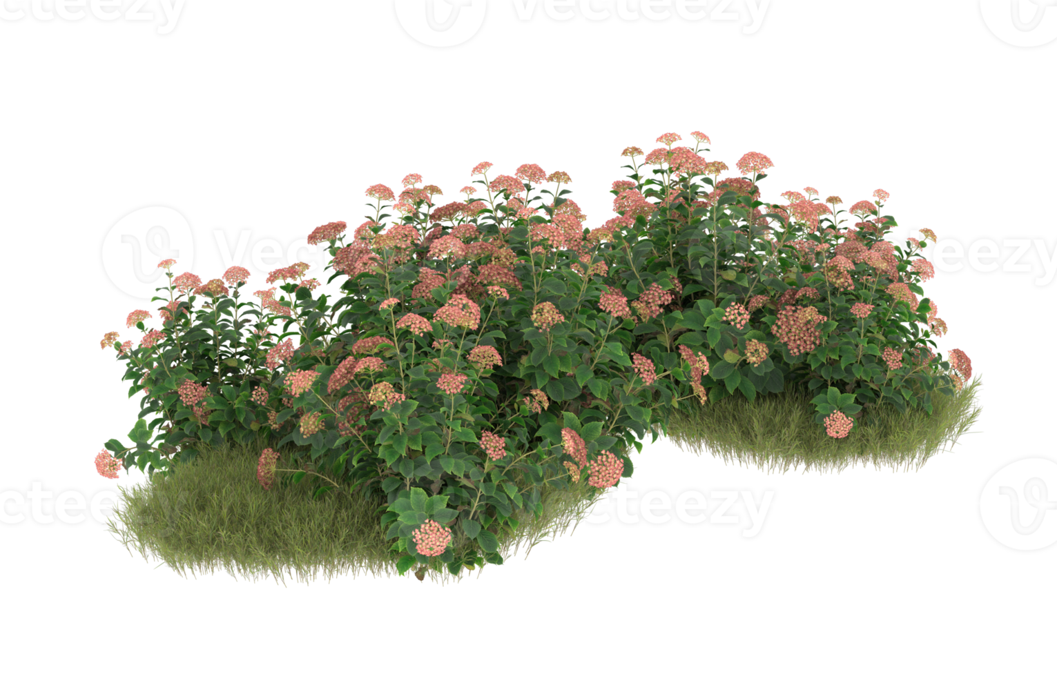 Realistic foliage isolated on transparent background. 3d rendering - illustration png