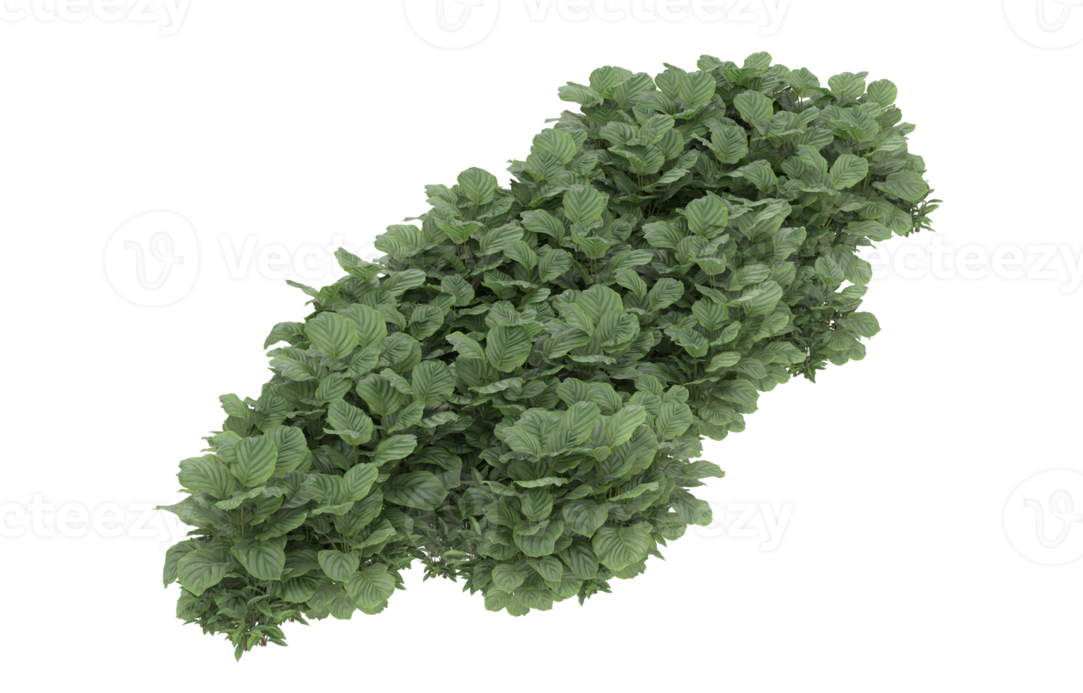 Realistic foliage isolated on transparent background. 3d rendering - illustration png