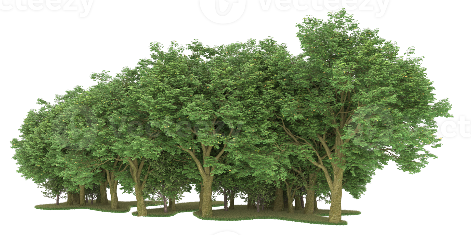 Realistic forest isolated on transparent background. 3d rendering - illustration png