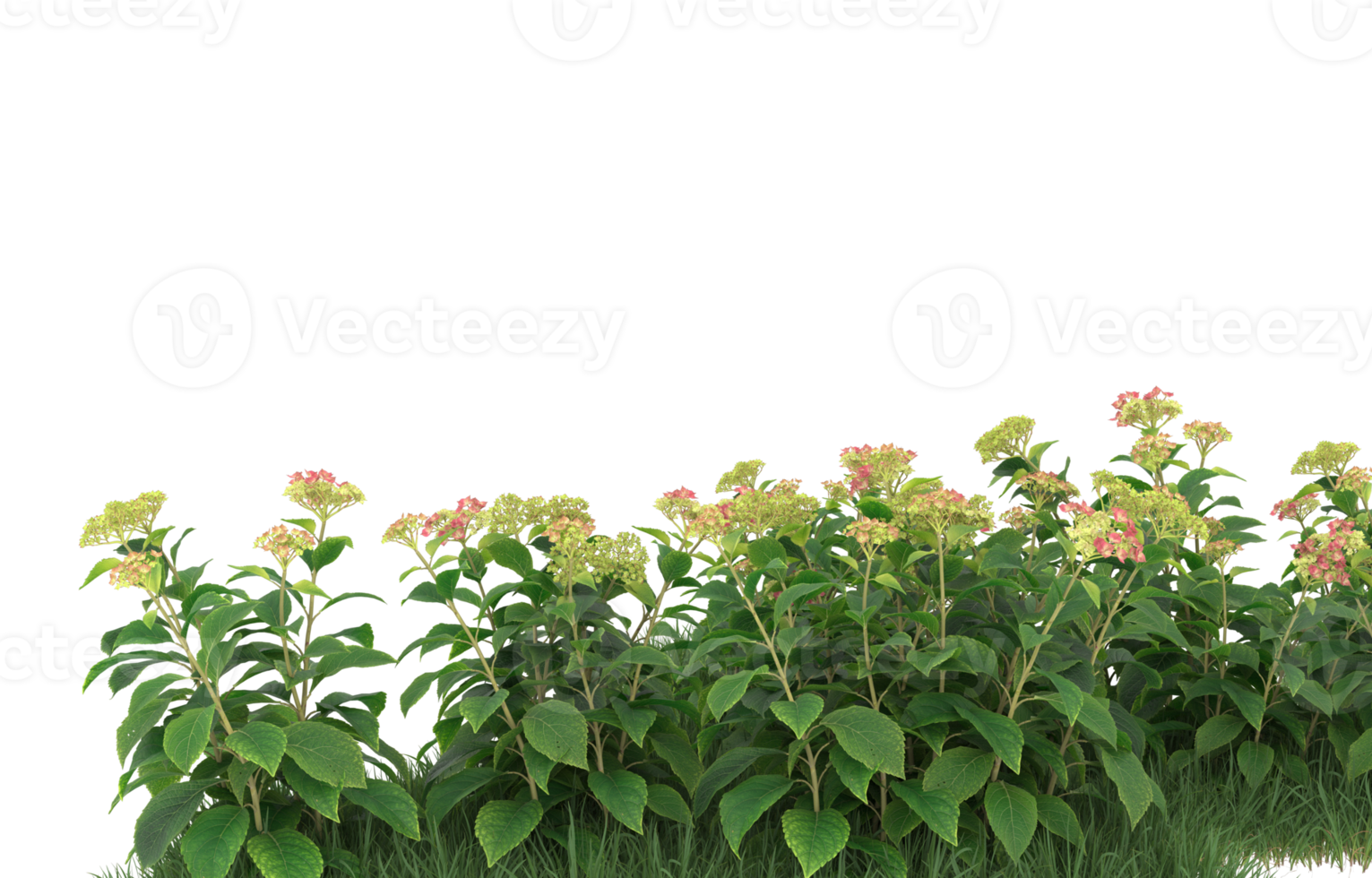 Realistic foliage isolated on transparent background. 3d rendering - illustration png