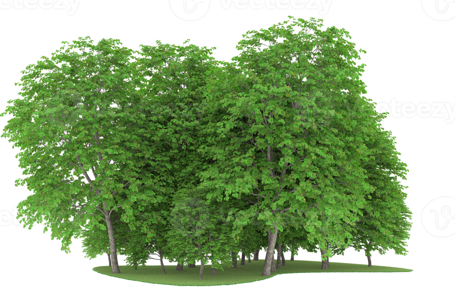 Realistic forest isolated on transparent background. 3d rendering - illustration png