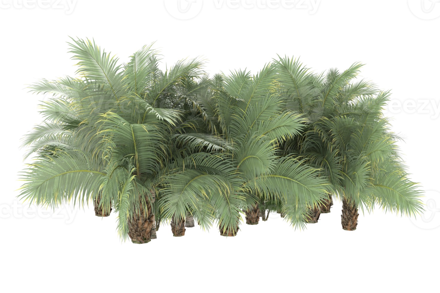 Palm trees isolated on transparent background. 3d rendering - illustration png