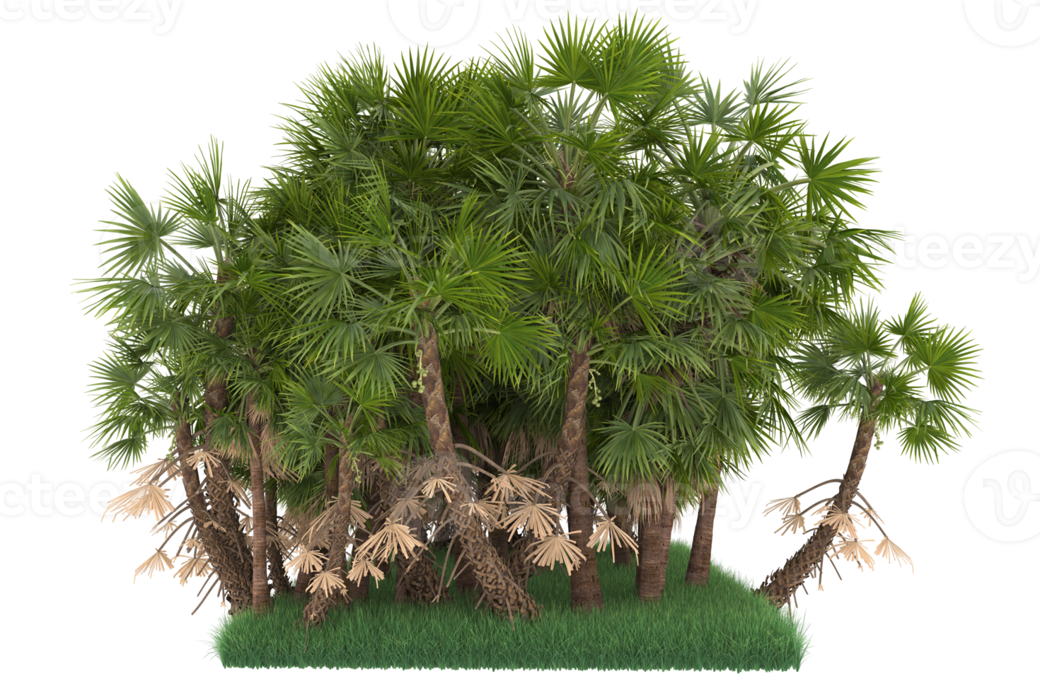 Palm trees isolated on transparent background. 3d rendering - illustration png