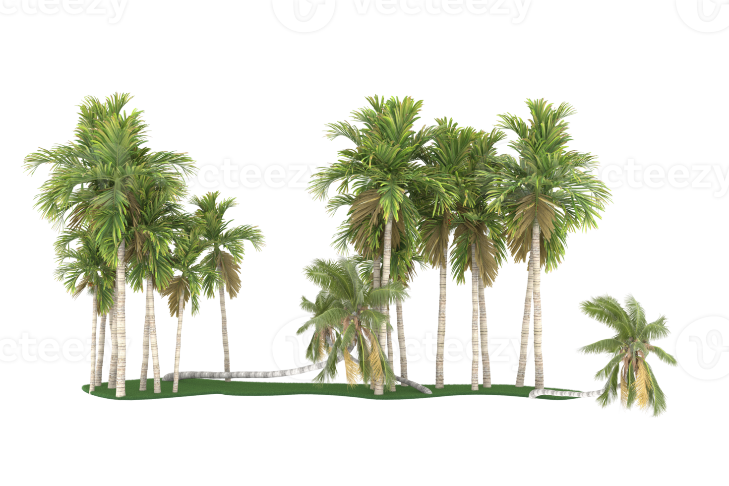 Palm trees isolated on transparent background. 3d rendering - illustration png