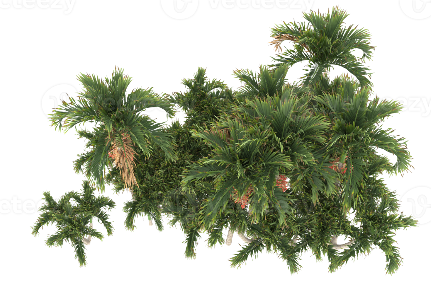 Palm trees isolated on transparent background. 3d rendering - illustration png