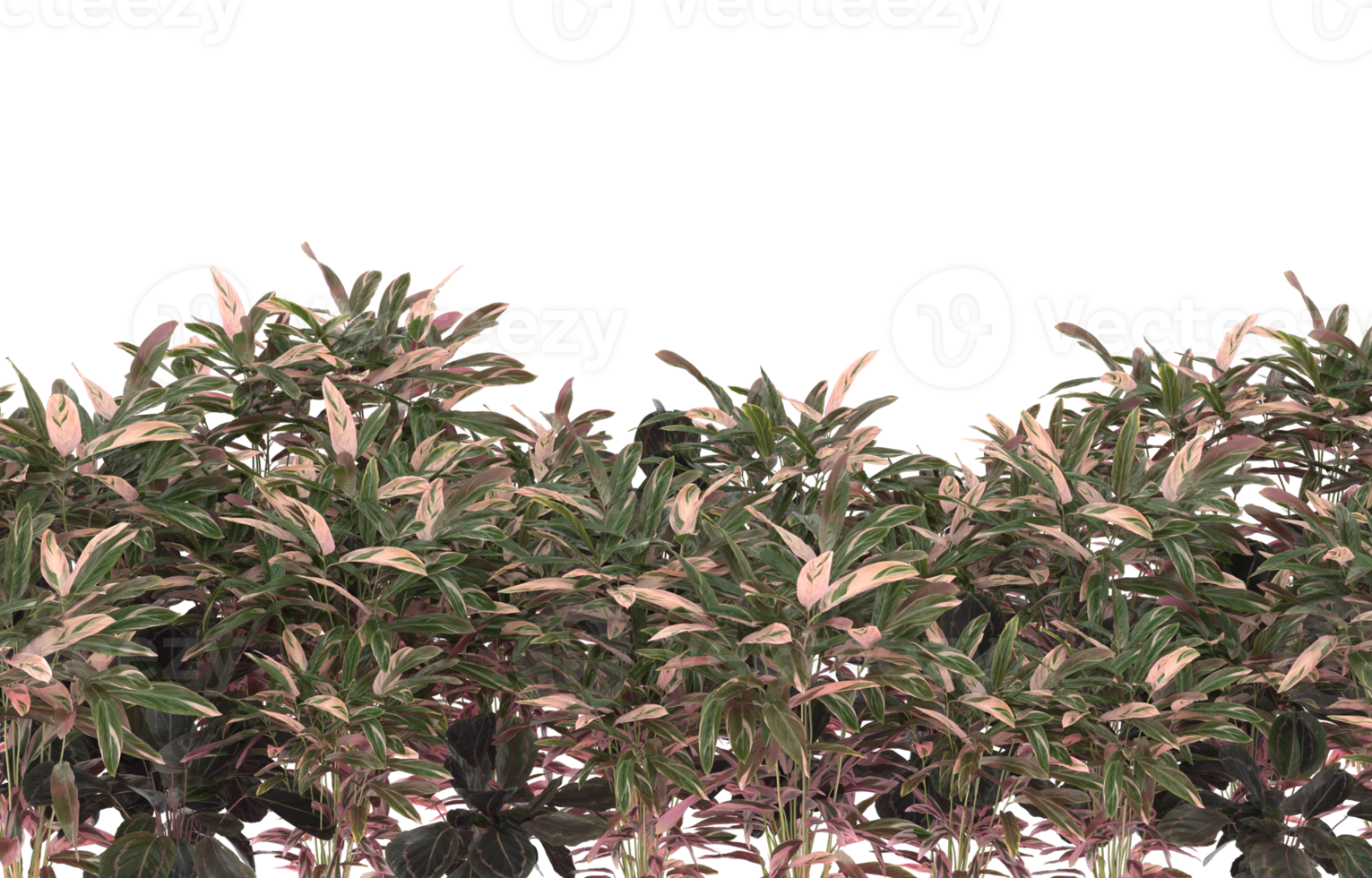 Realistic foliage isolated on transparent background. 3d rendering - illustration png