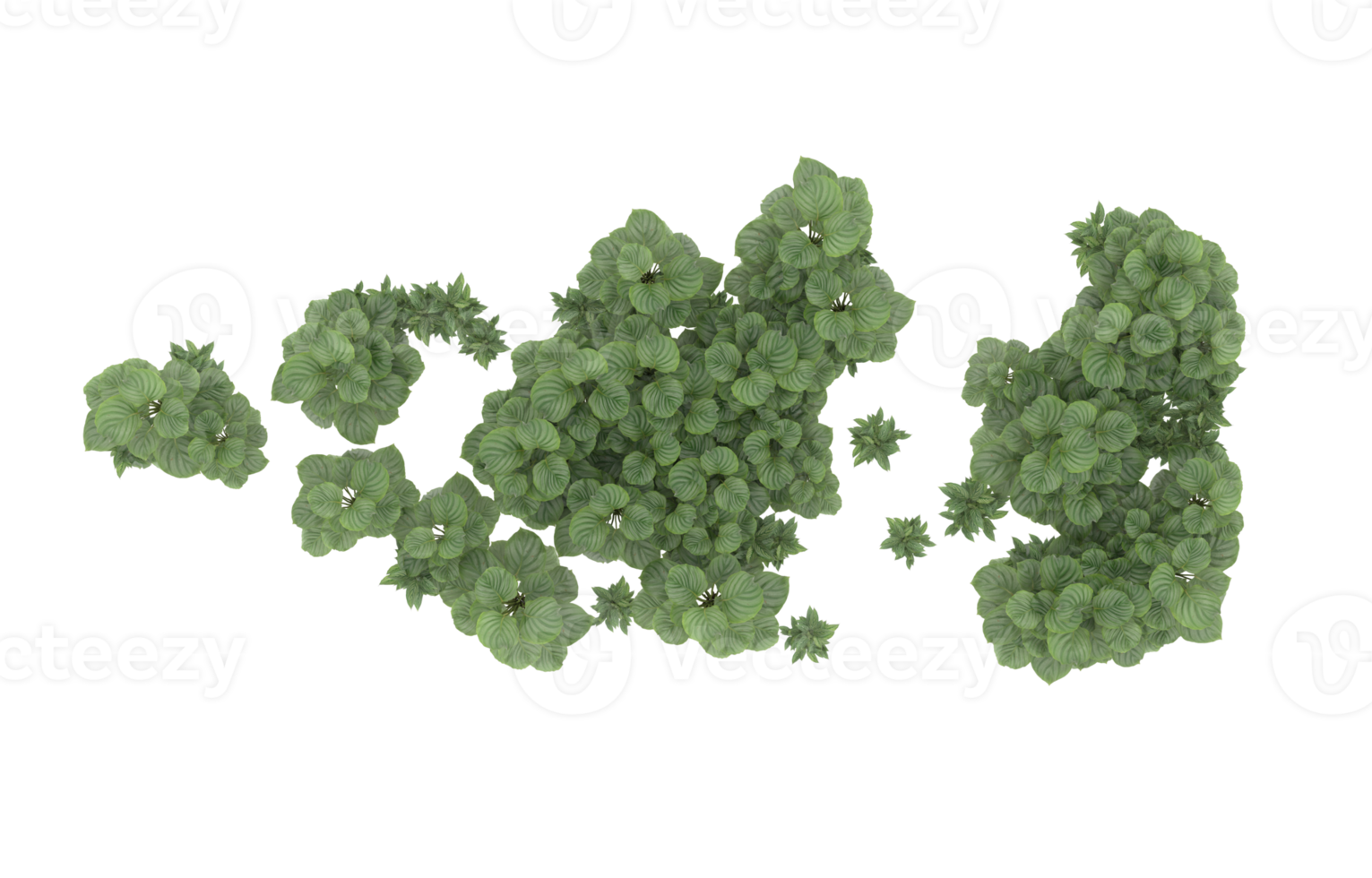 realistisk lövverk isolerat på transparent bakgrund. 3d tolkning - illustration png