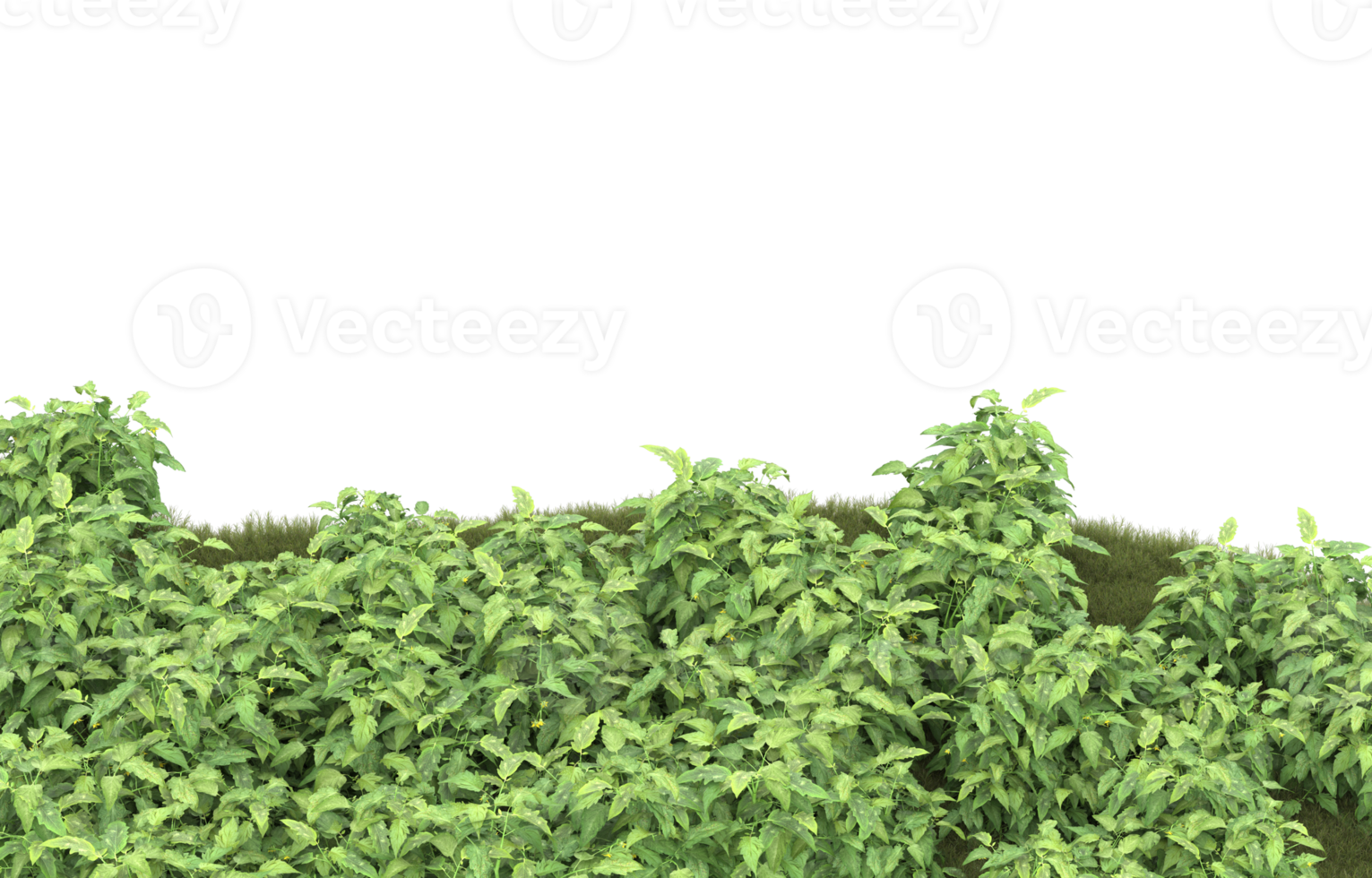 Realistic foliage isolated on transparent background. 3d rendering - illustration png