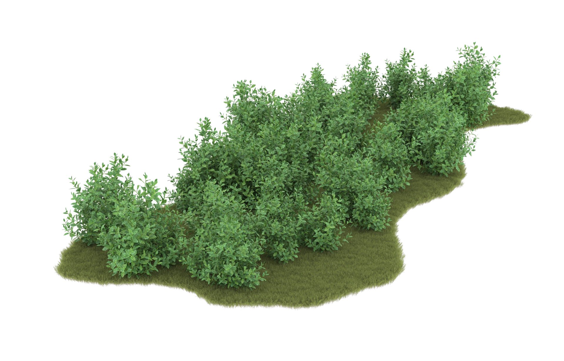 Realistic foliage isolated on transparent background. 3d rendering ...