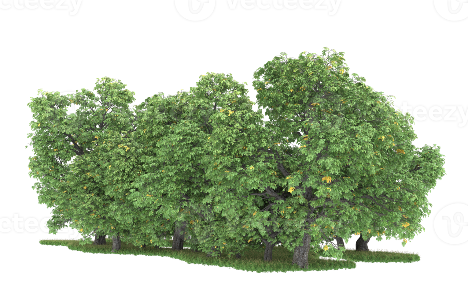 Realistic foliage isolated on transparent background. 3d rendering - illustration png