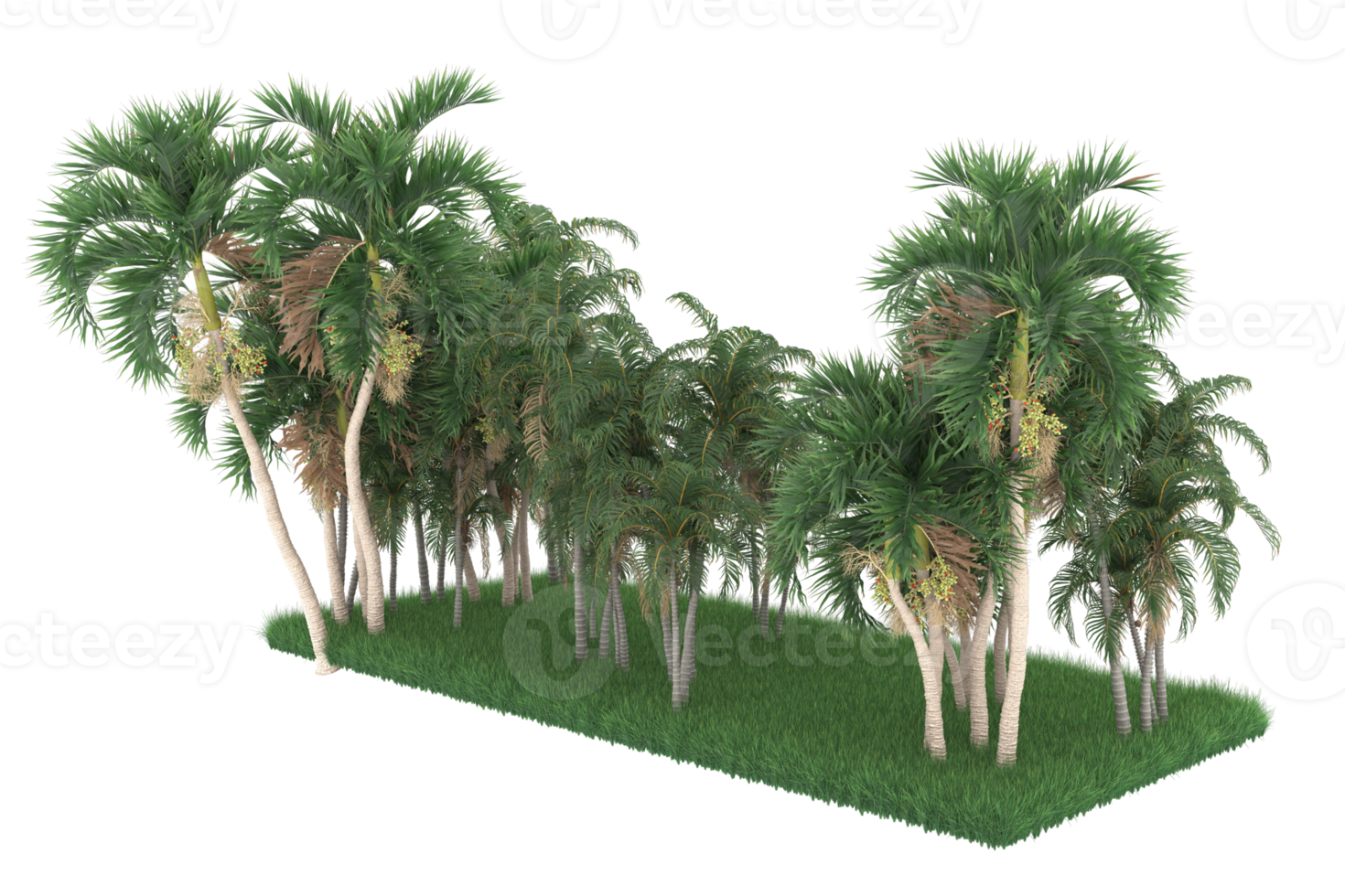 Palm trees isolated on transparent background. 3d rendering - illustration png