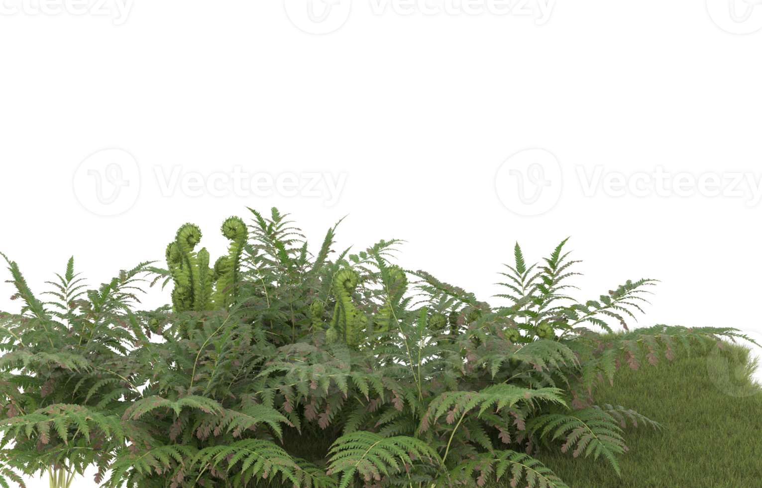 Realistic foliage isolated on transparent background. 3d rendering - illustration png