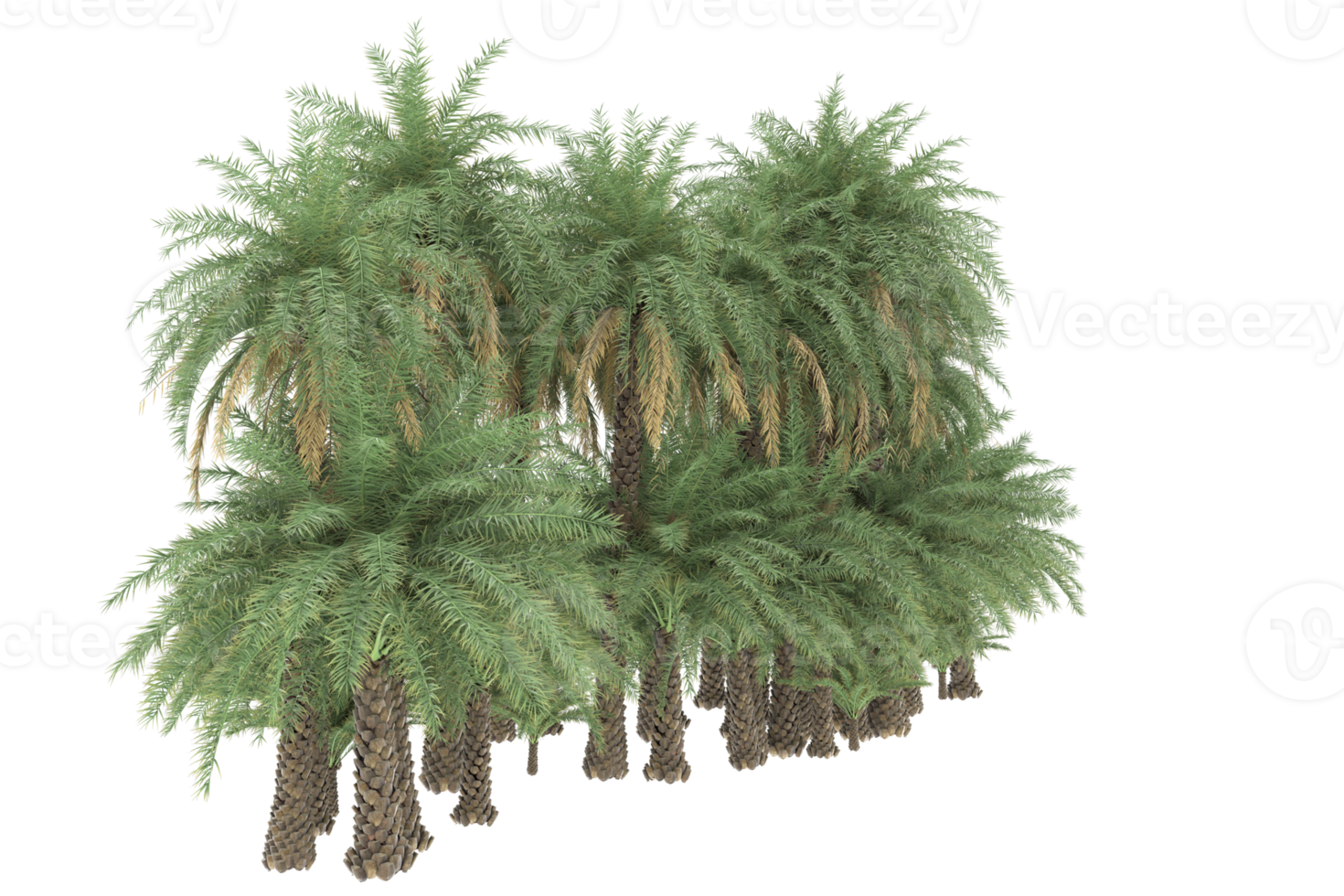 Palm trees isolated on transparent background. 3d rendering - illustration png