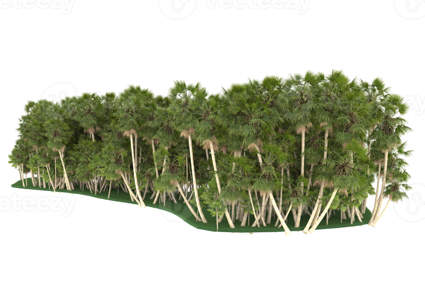 palm bomen geïsoleerd Aan transparant achtergrond. 3d renderen - illustratie png