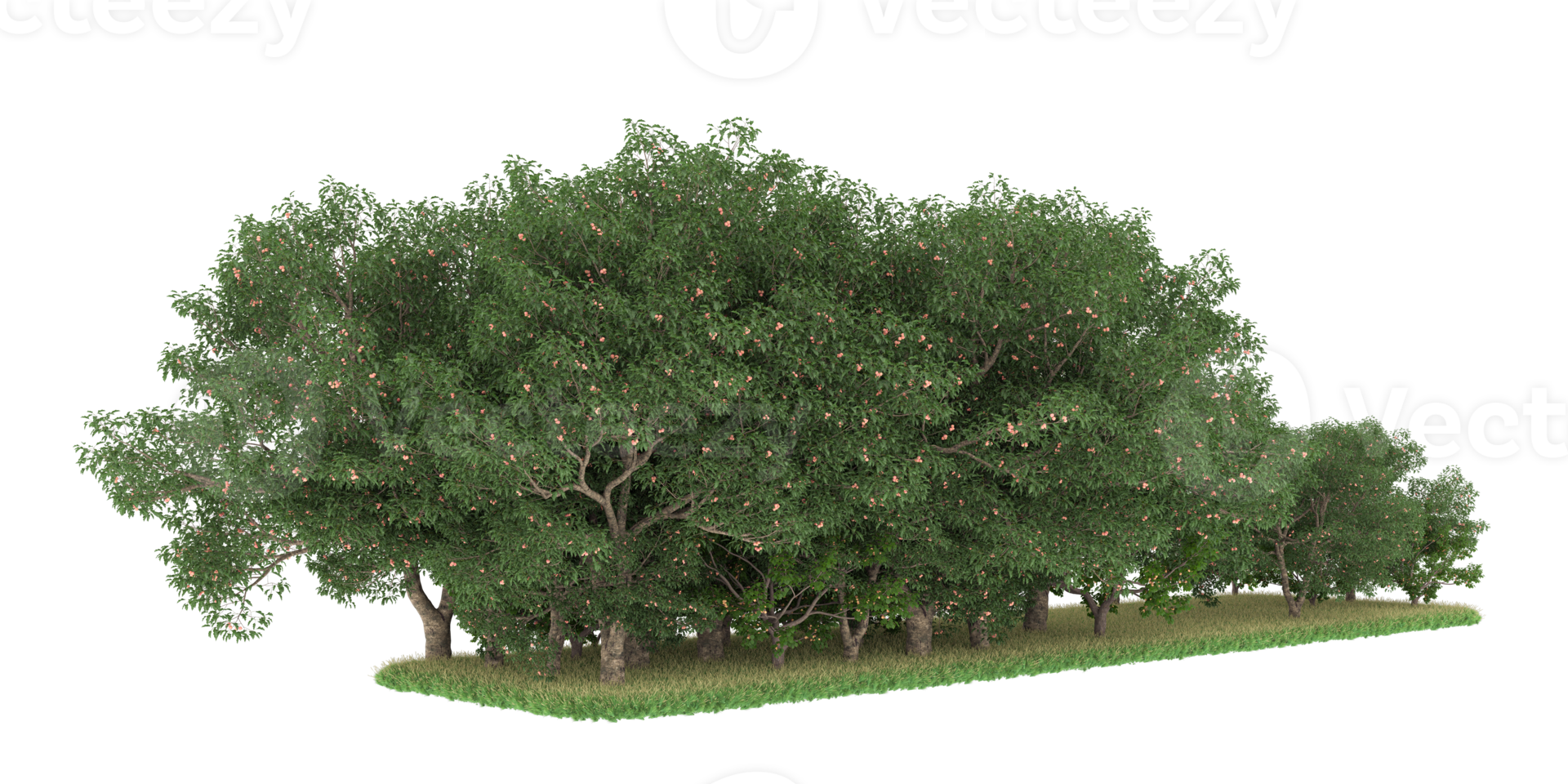 realistico foresta isolato su trasparente sfondo. 3d interpretazione - illustrazione png