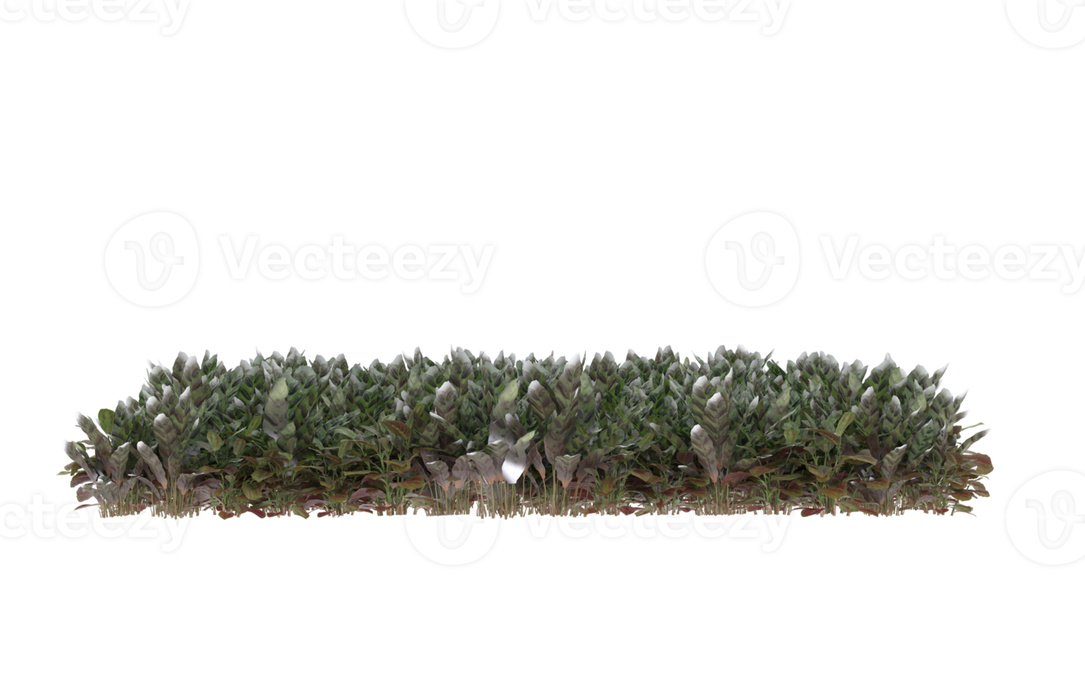 Realistic foliage isolated on transparent background. 3d rendering - illustration png