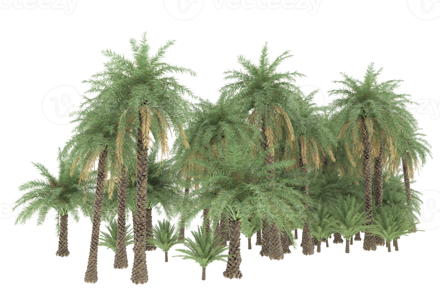 Palm trees isolated on transparent background. 3d rendering - illustration png