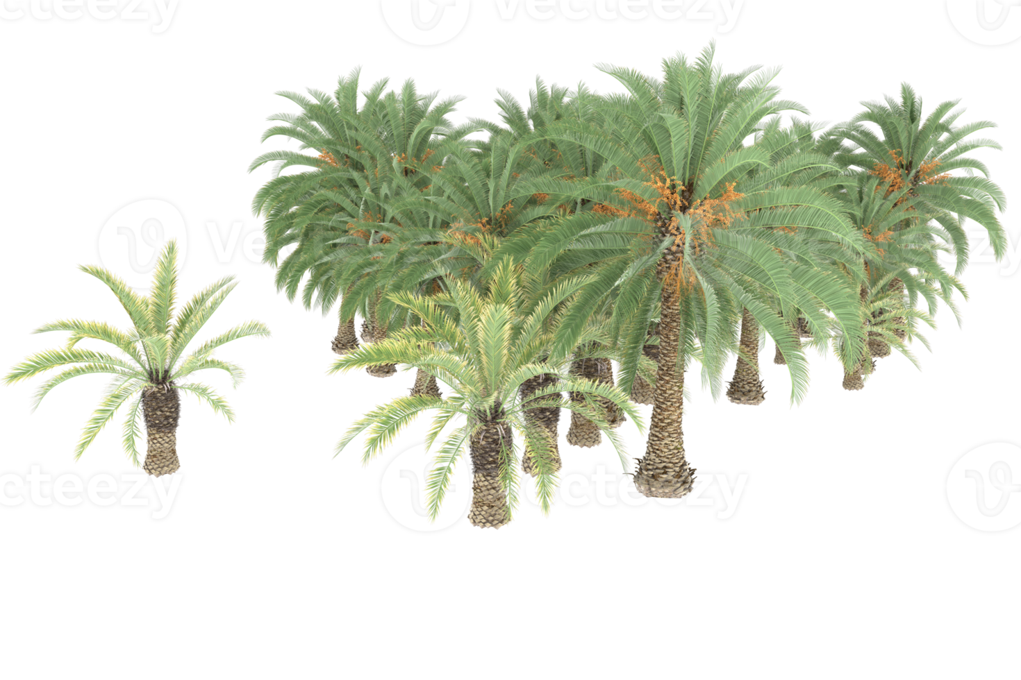 Palm trees isolated on transparent background. 3d rendering - illustration png