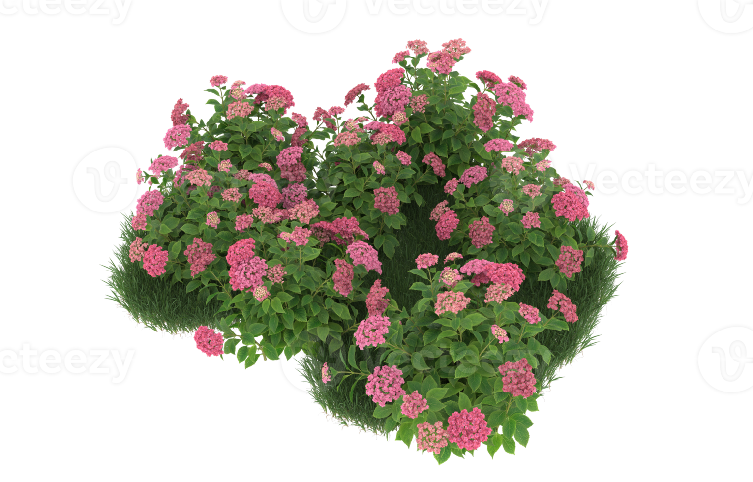 Realistic foliage isolated on transparent background. 3d rendering - illustration png