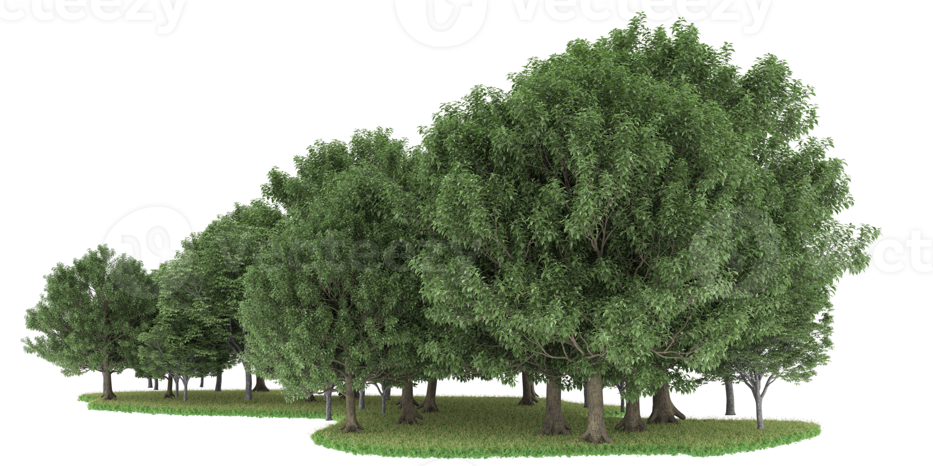 Realistic forest isolated on transparent background. 3d rendering - illustration png