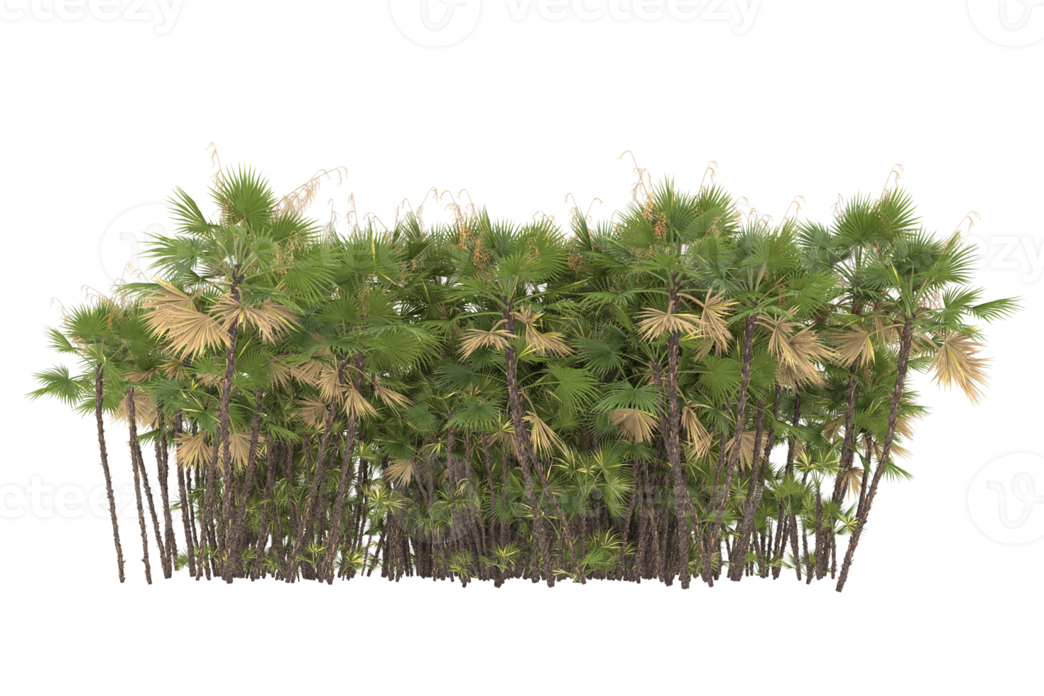 Palm trees isolated on transparent background. 3d rendering - illustration png