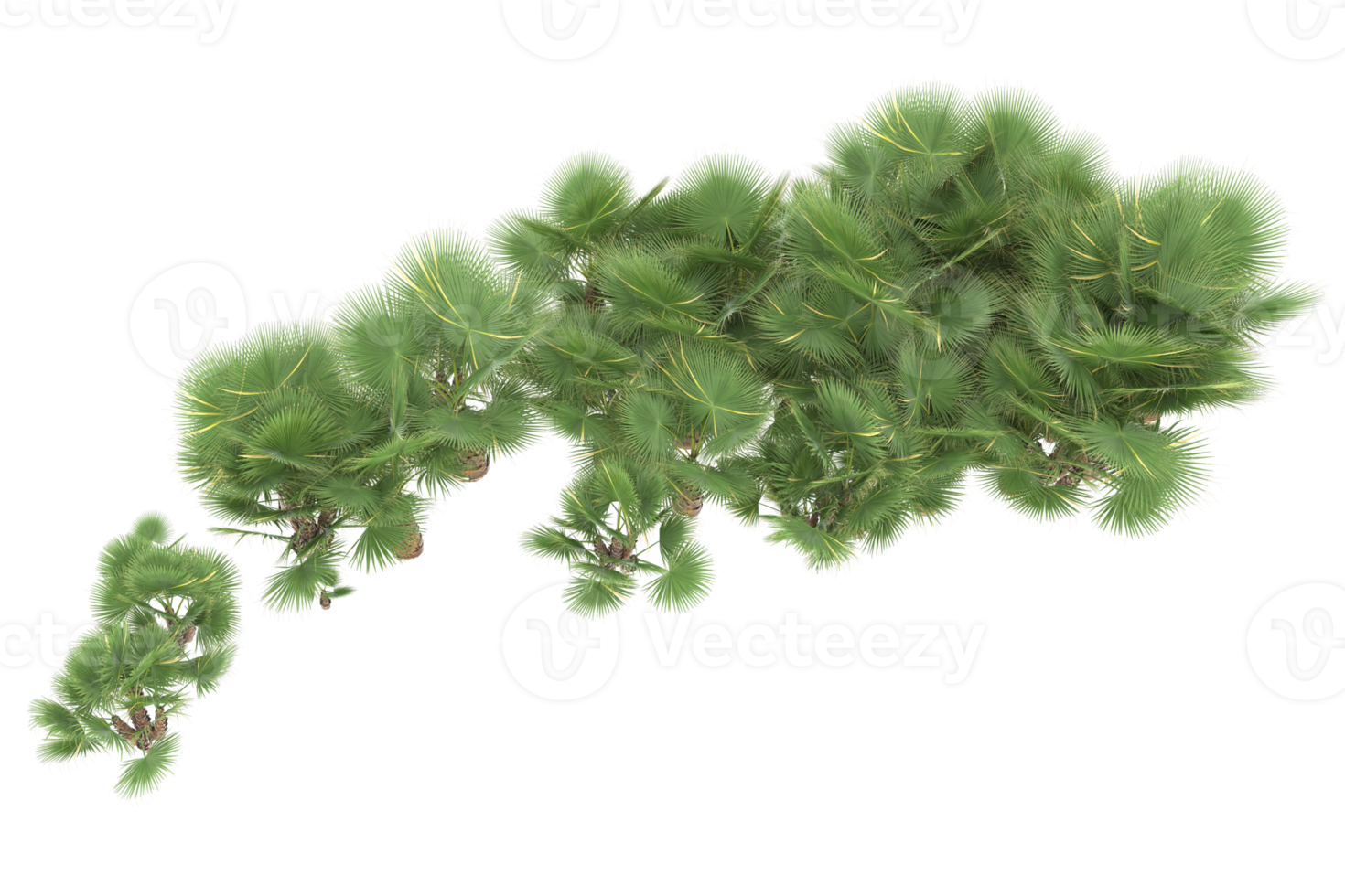 Palm trees isolated on transparent background. 3d rendering - illustration png