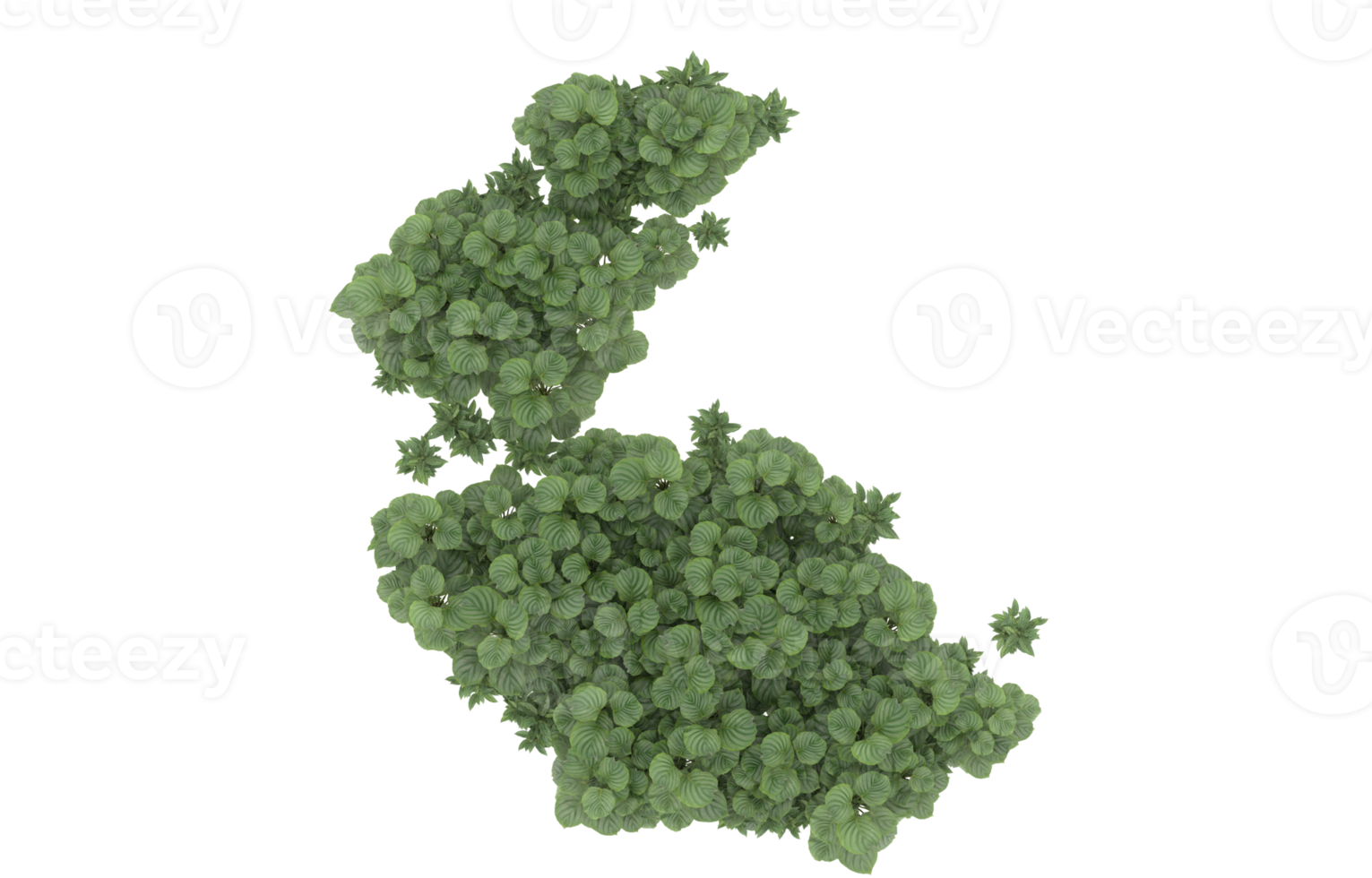 realistisk lövverk isolerat på transparent bakgrund. 3d tolkning - illustration png