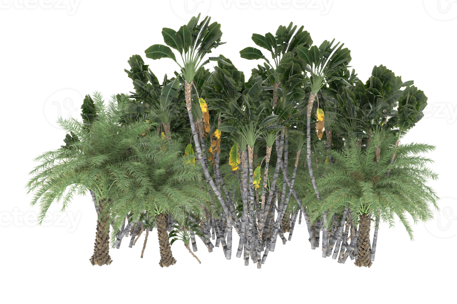 Palm trees isolated on transparent background. 3d rendering - illustration png