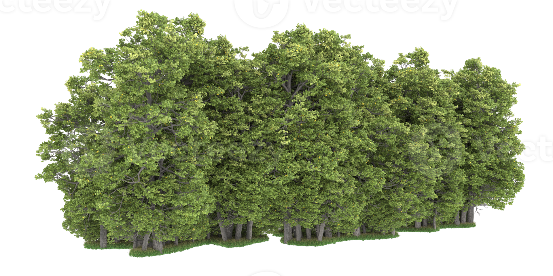 Realistic forest isolated on transparent background. 3d rendering - illustration png