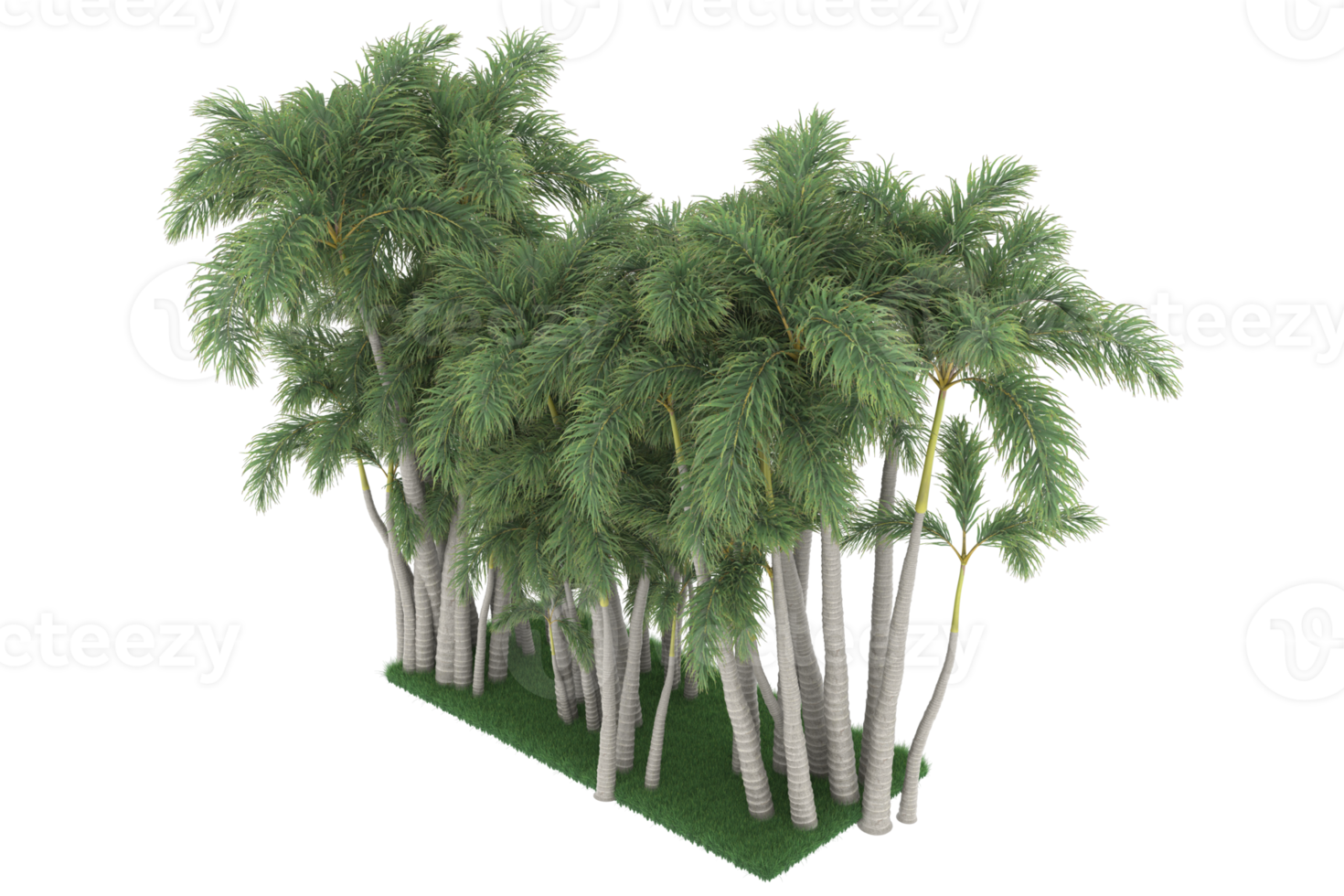 Palm trees isolated on transparent background. 3d rendering - illustration png