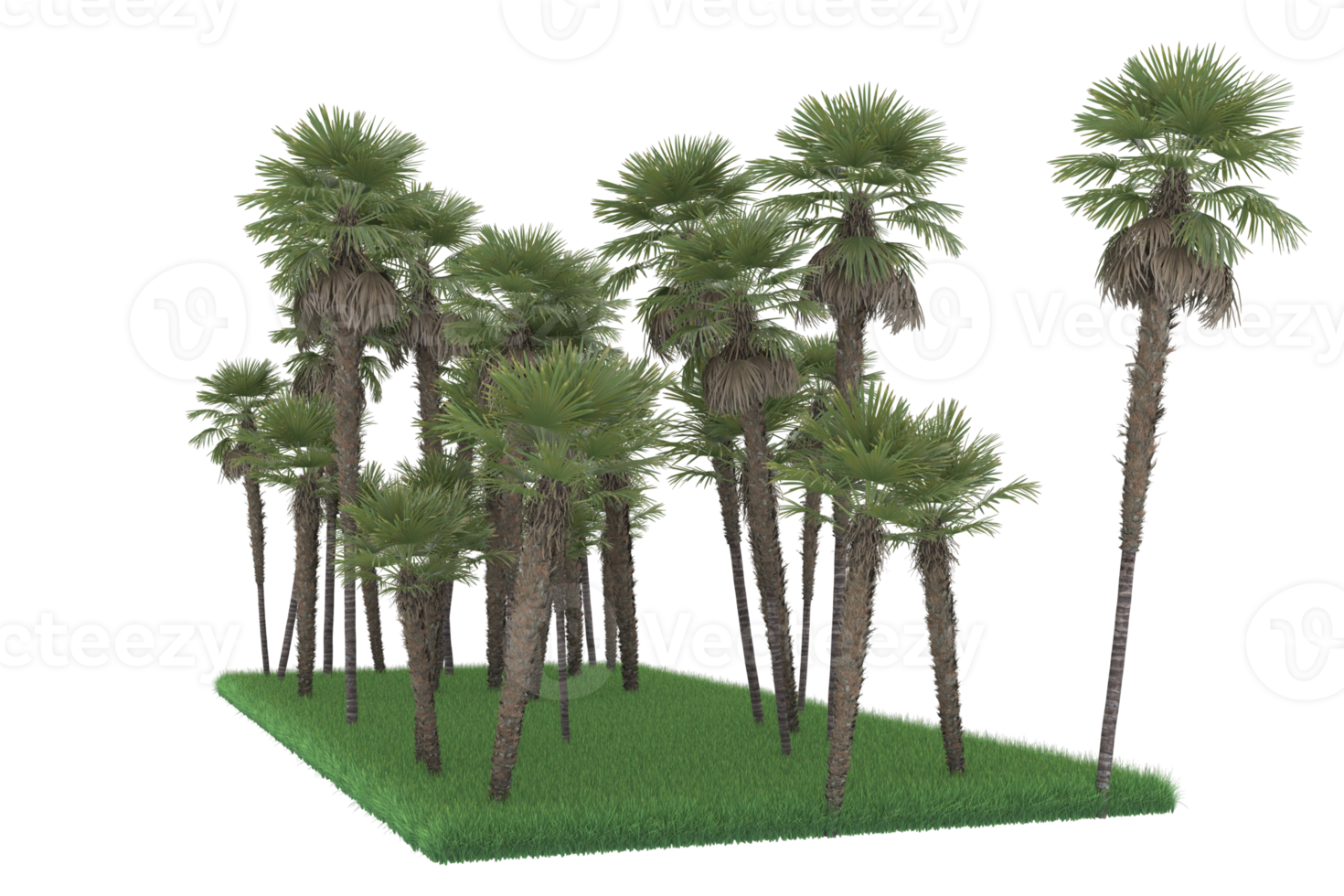 Palm trees isolated on transparent background. 3d rendering - illustration png