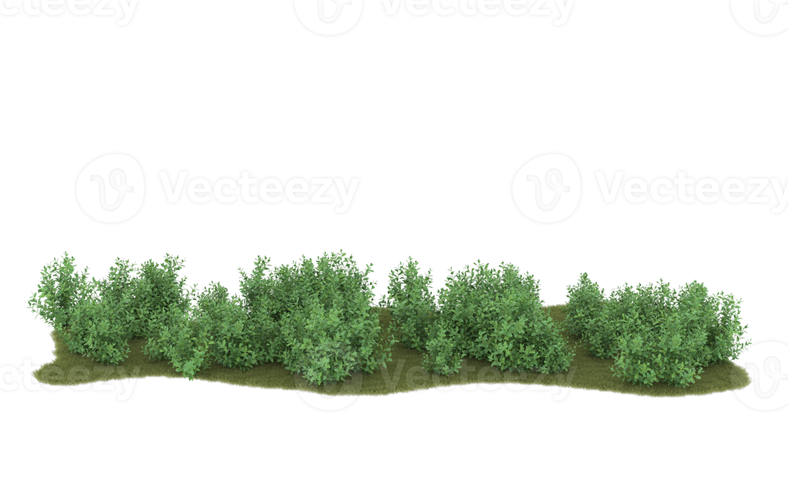 realistisk lövverk isolerat på transparent bakgrund. 3d tolkning - illustration png