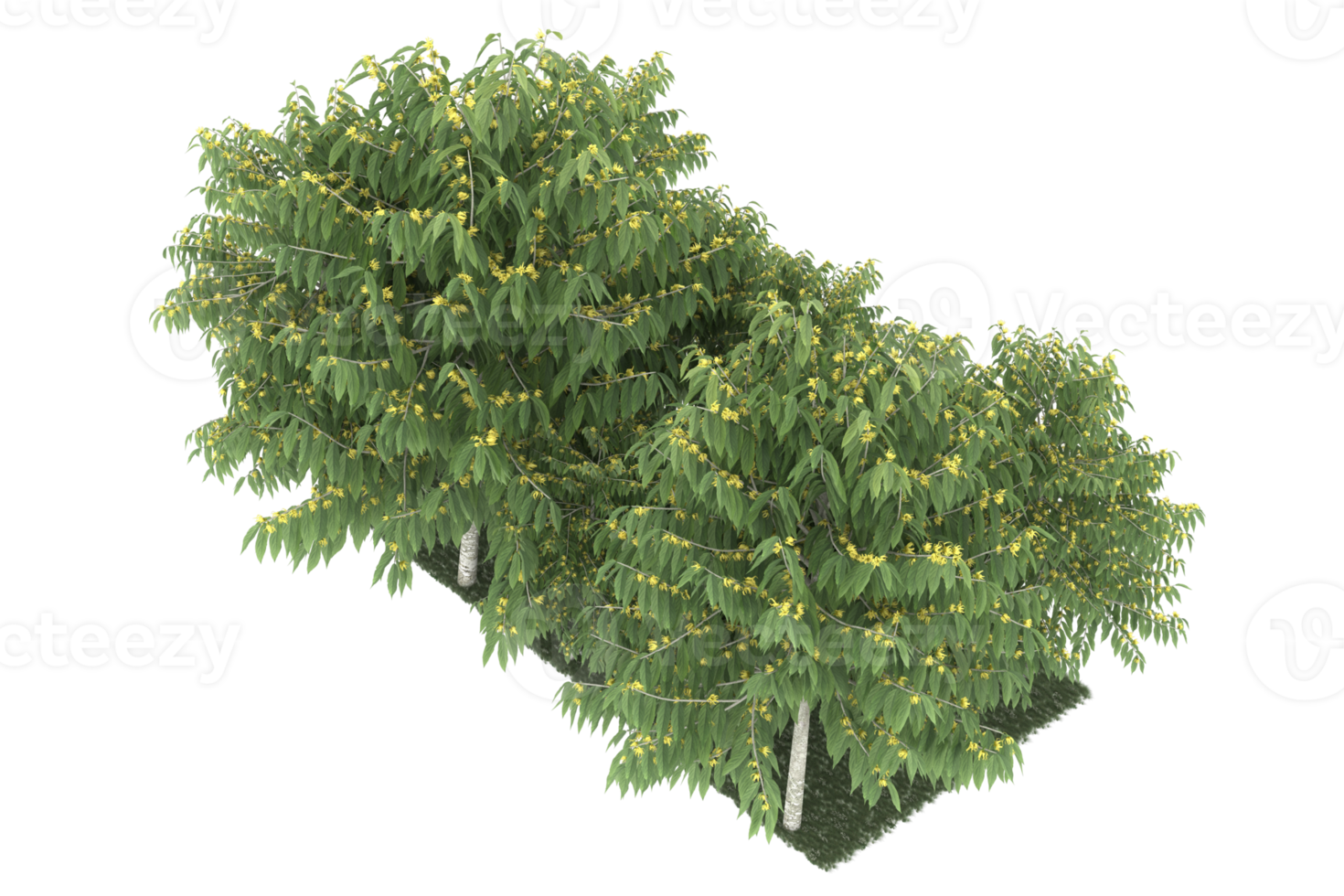 Realistic forest isolated on transparent background. 3d rendering - illustration png