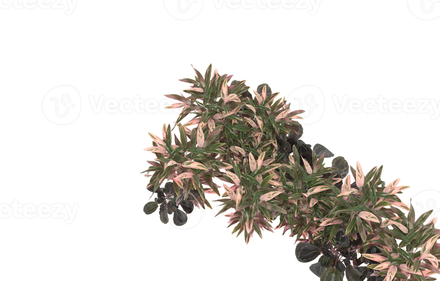 Realistic foliage isolated on transparent background. 3d rendering - illustration png