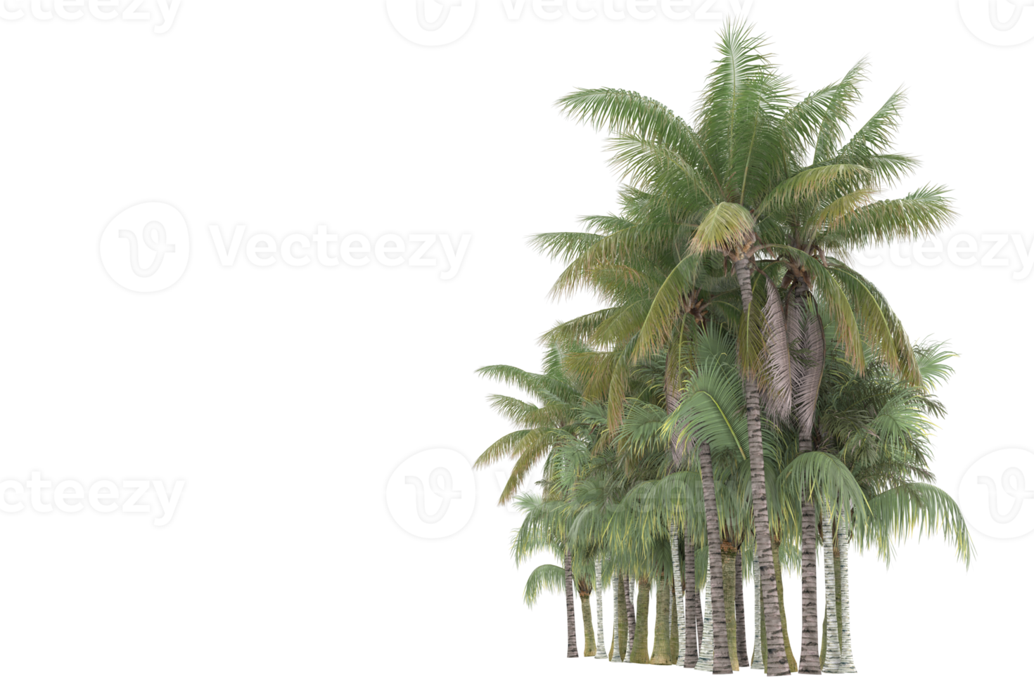 Palm trees isolated on transparent background. 3d rendering - illustration png