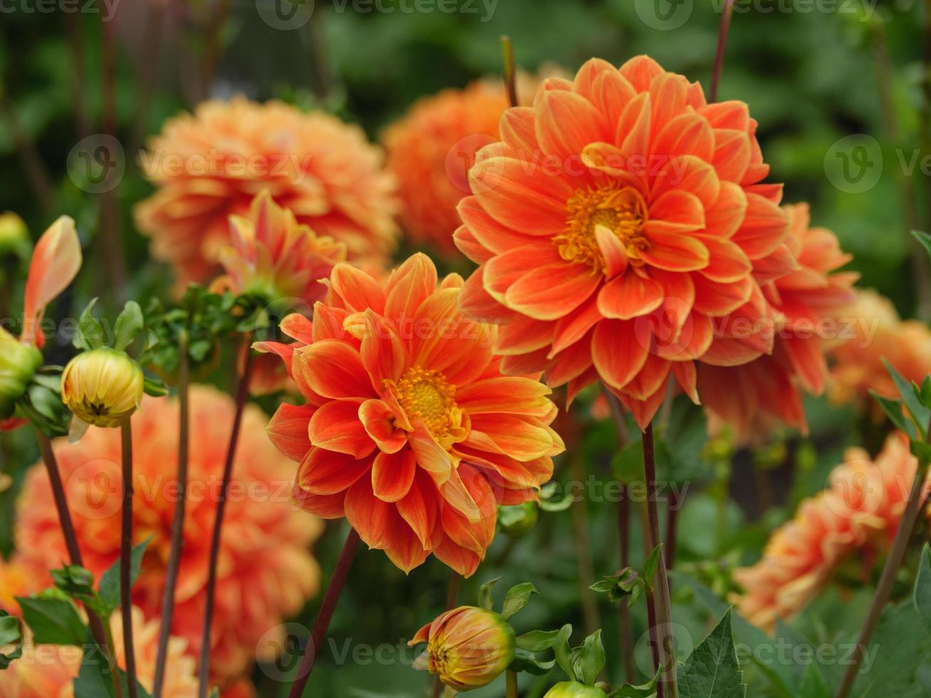 dahlias in the garden photo