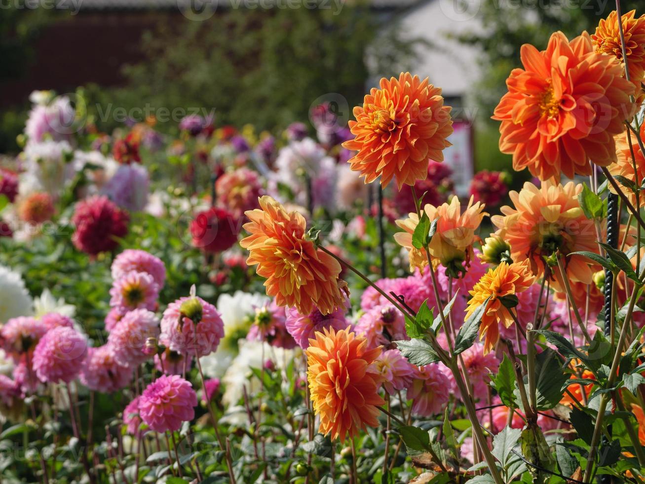 dahlias in the garden photo