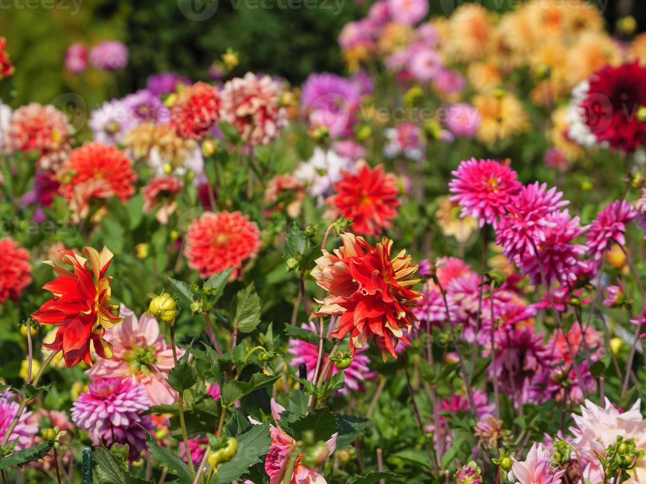 dahlias in the garden photo