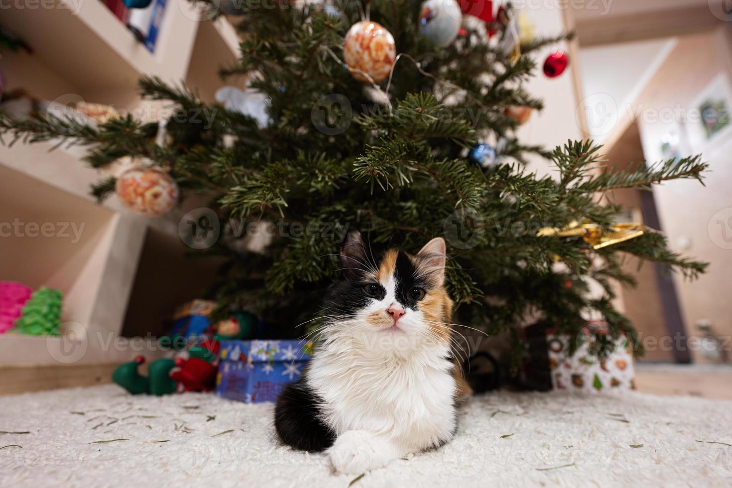 Young three color cat sits under Christmas tree. photo
