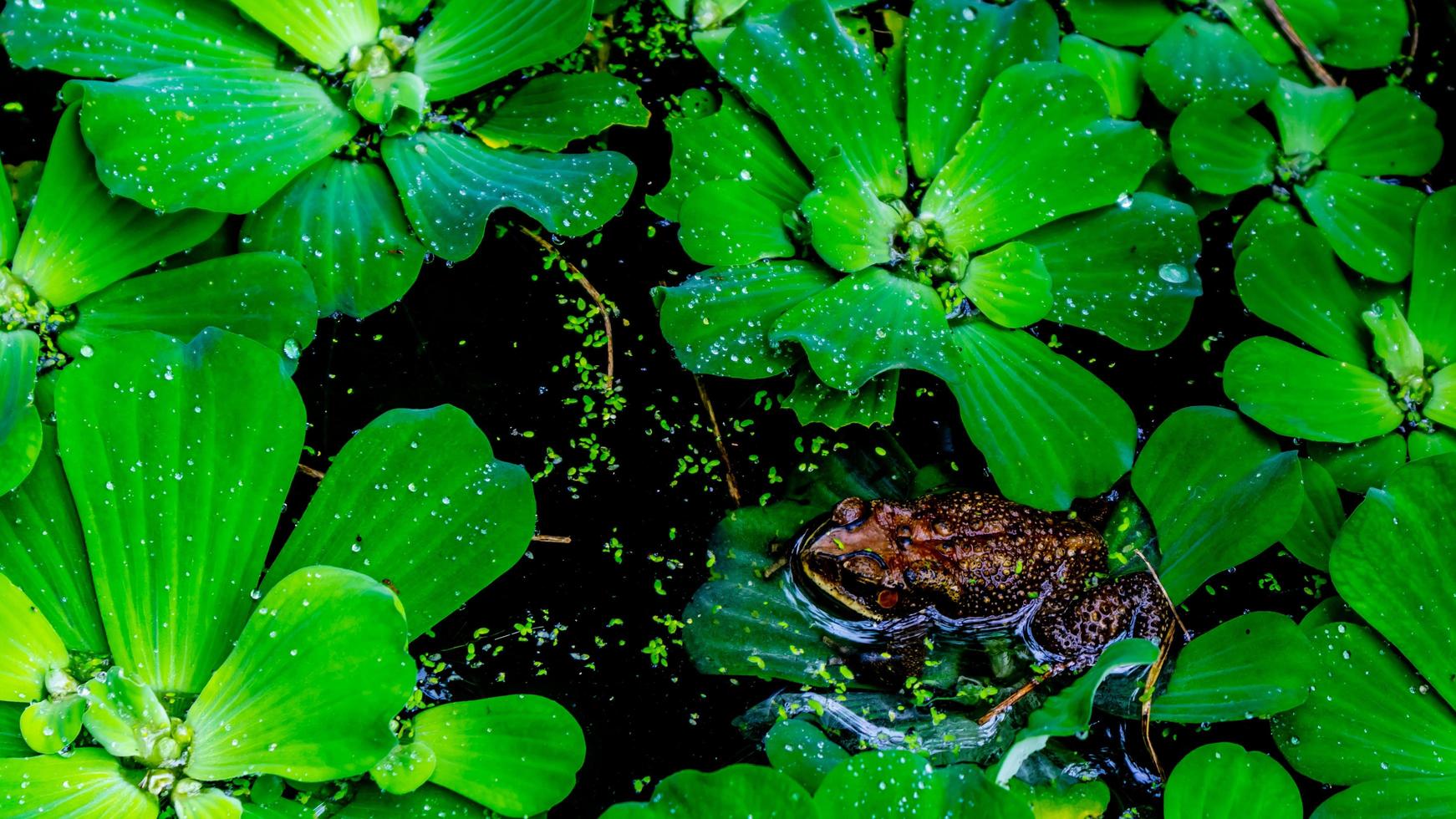 frogs in water and surrounded by aquatic plants photo