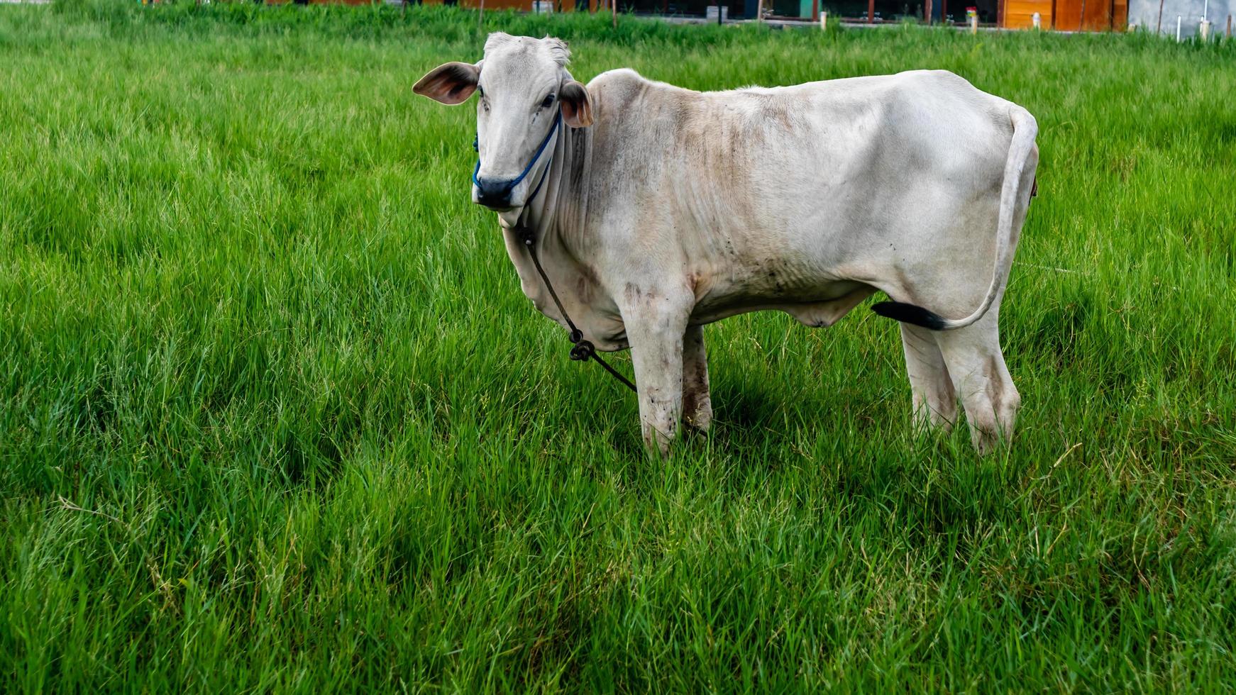 cow in the green grass photo