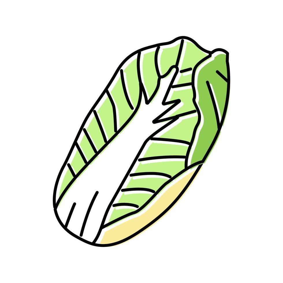 chinese cabbage color icon vector illustration