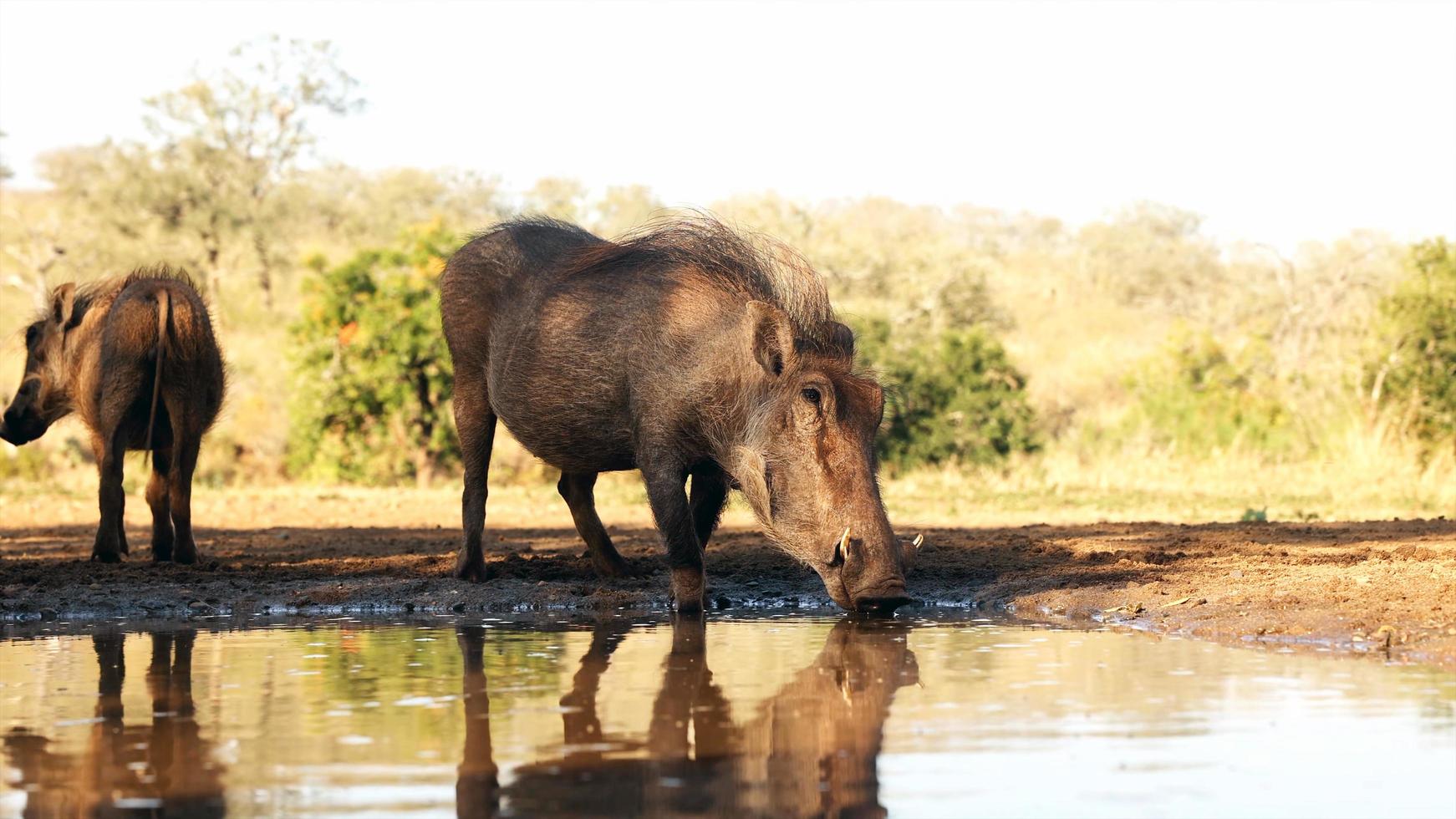 Mysterious Animal World 2 photo