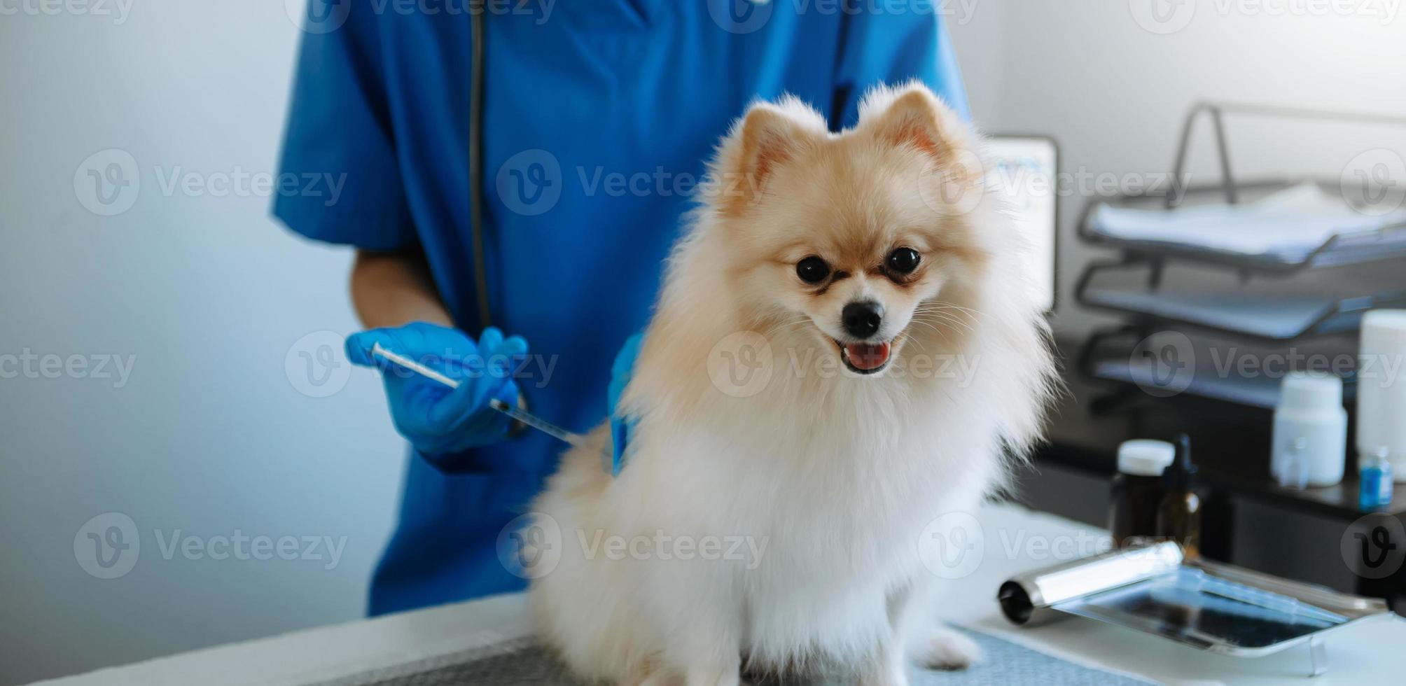 Veterinarian doctor and Pomeranian puppy at veterinary ambulance photo